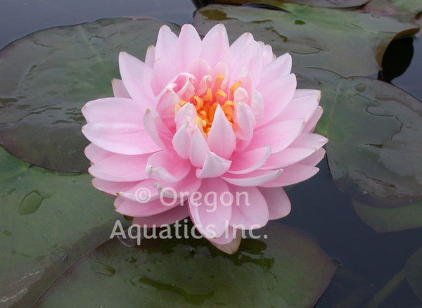 Lilypons - Pink Hardy Lily (Bare Root) - Minimum Qty. 3 Per Variety