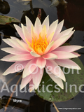 Myra - Pink Hardy Lily (Bare Root) - Minimum Qty. 3 Per Variety
