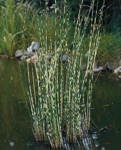 Scirpus Zebrinus 'Zebra Rush' (Bare Root) - Minimum Qty. 5 Per Variety