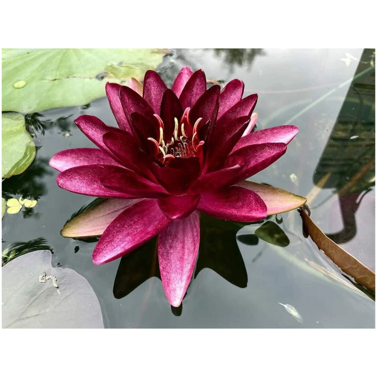 'Almost Black' - Red Hardy Lily (Bare Root) - Minimum Qty. 2 Per Variety