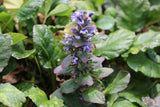 Ajuga Reptans - 'Catlin's Giant' (Bare Root) - Minimum Qty. 5 Per Variety