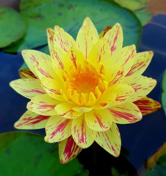Siam Fantasy - Yellow/Burgandy Hybrid Hardy Lily (Bare Root) - Minimum Qty. 2 Per Variety
