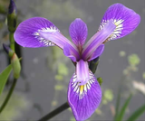 Iris Versicolor 'Mountain Brook' (Bare Root) - Minimum Qty. 5 Per Variety