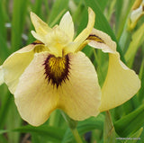 Iris 'Pseudata' (Bare Root) 15 Varieties - Minimum Qty. 5 Per Variety