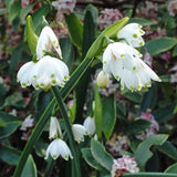 Leucojum Aestivum 'Snowflake Bells' (Bare Root) - Minimum Qty. 6 Per Variety