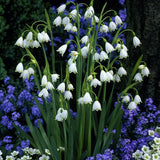 Leucojum Aestivum 'Snowflake Bells' (Bare Root) - Minimum Qty. 6 Per Variety