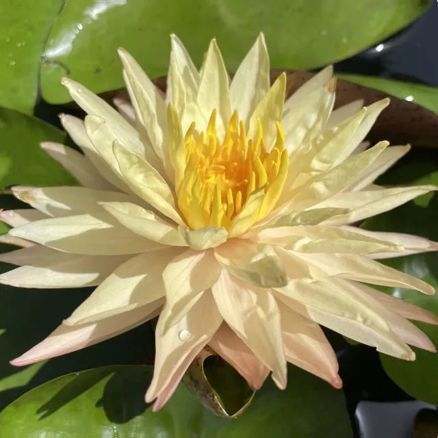 'Bangkok Sun Spark' Changeable Hardy Lily (Bare Root) - Minimum Qty. 2 (NEW)
