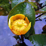 Nuphar Japonica 'Japanese Pond Lily' (Bare Root) - Minimum Qty. 5 Per Variety