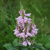 Physostegia Virginian 'Obedient Plant' (Bare Root) - Minimum Qty. 5 Per Variety