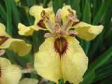 Iris 'Pseudata' (Bare Root) 15 Varieties - Minimum Qty. 5 Per Variety