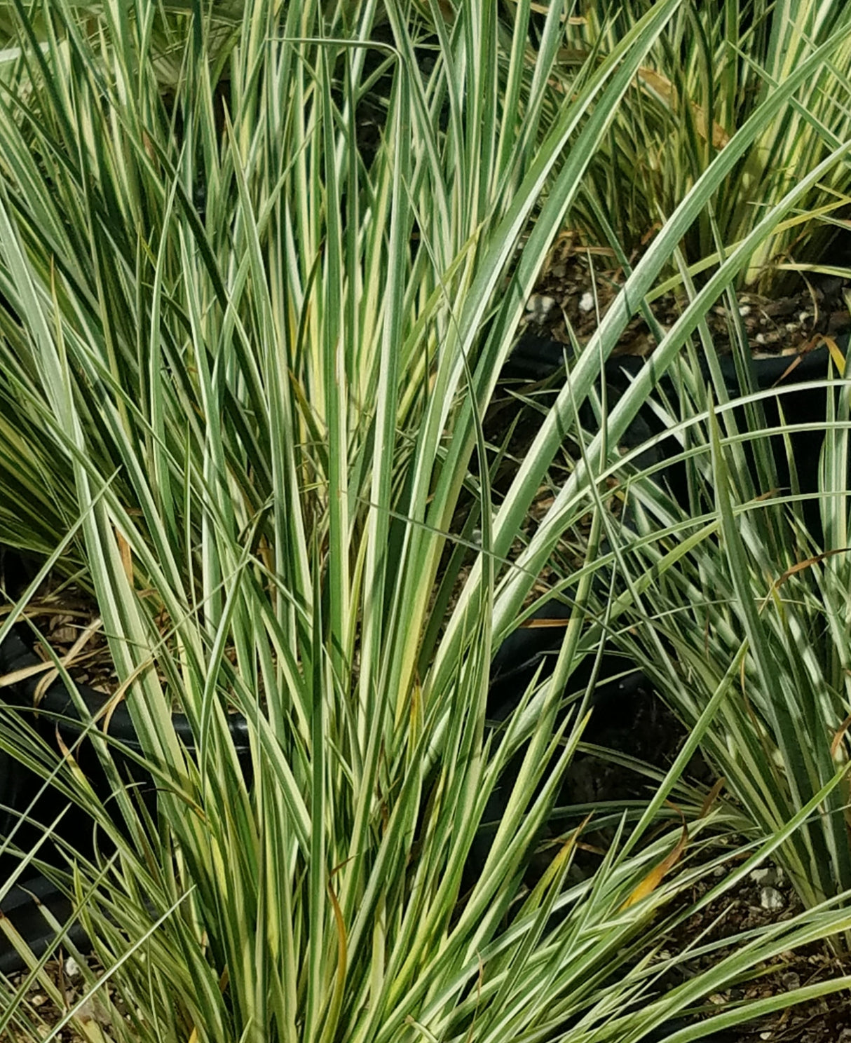 Acorus Gramineus 'Variegatus' (Bare Root) - Minimum Qty. 5 Per Variety