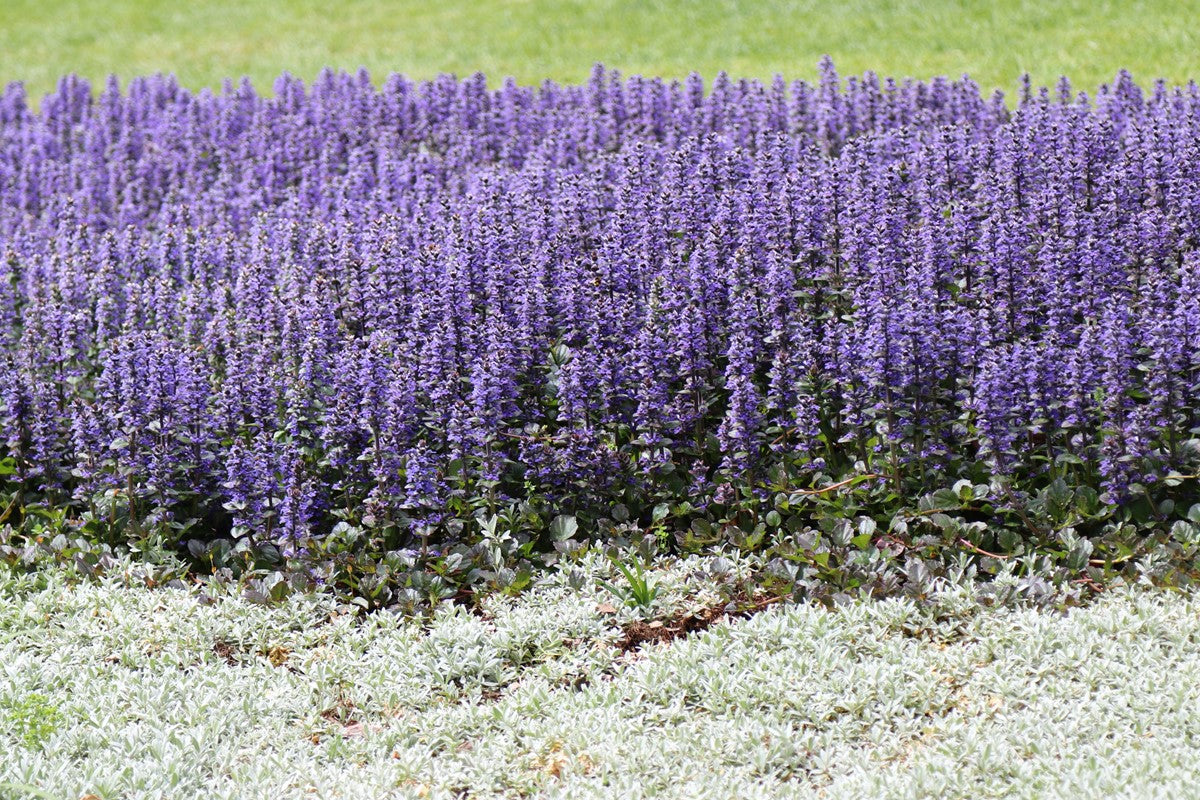 Ajuga Reptans - 'Catlin's Giant' (Bare Root) - Minimum Qty. 5 Per Variety