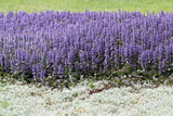 Ajuga Reptans - 'Catlin's Giant' (Bare Root) - Minimum Qty. 5 Per Variety