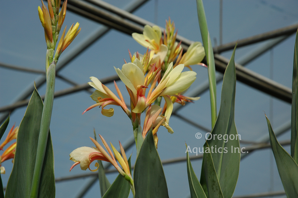 Canna 'Paton' (Bare Root) - Minimum Qty. 3 Per Variety