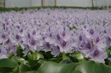 Water Hyacinth (Eichhornia Crassipes) - Minimum Order Qty. 6