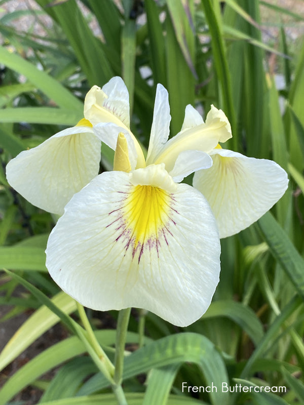 Iris 'Pseudata' (Bare Root) 18 Varieties - Minimum Qty. 5 Per Variety