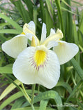 Iris 'Pseudata' (Bare Root) 15 Varieties - Minimum Qty. 5 Per Variety