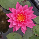 Bernice Ikins - Pink Hardy Lily (Bare Root) - Minimum Qty. 3 Per Variety