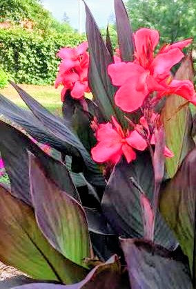 Canna 'Flirtini' (Bare Root) - Minimum Qty. 3 Per Variety