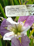 Iris Louisiana 'Colorific' (Bare Root) - Minimum Qty. 5 Per Variety