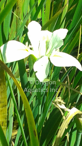 Iris Louisiana 'Acadian Miss' White (Bare Root) - Minimum Qty. 5 Per Variety