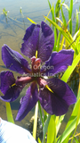 Iris Louisiana 'Black Gamecock' Dark Purple (Bare Root) - Minimum Qty. 5 Per Variety