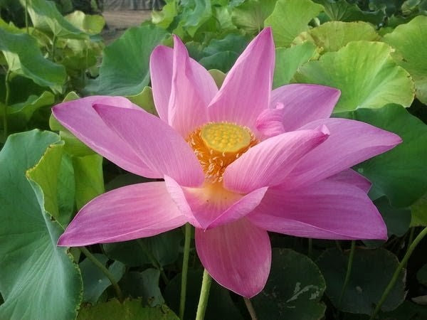 'Goddess of Luo River' Lotus (Bare Root Tuber) - Min Qty. 2 Per Variety