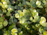Marsilea Mutica 'Variegated Water Clover' (Bare Root) - Minimum Qty. 5 Per Variety