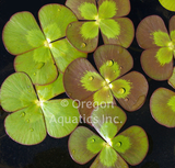 Marsilea Mutica 'Variegated Water Clover' (Bare Root) - Minimum Qty. 5 Per Variety