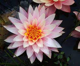 Myra - Pink Hardy Lily (Bare Root) - Minimum Qty. 3 Per Variety