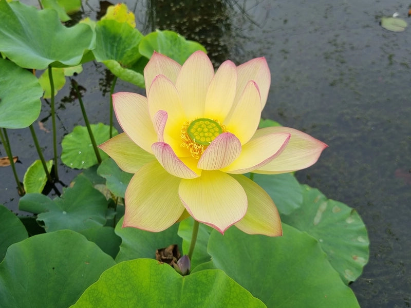'Sunrise Brocade' (Danban Jin Xia) Lotus (Bare Root Tuber) - Min Qty. 2 Per Variety