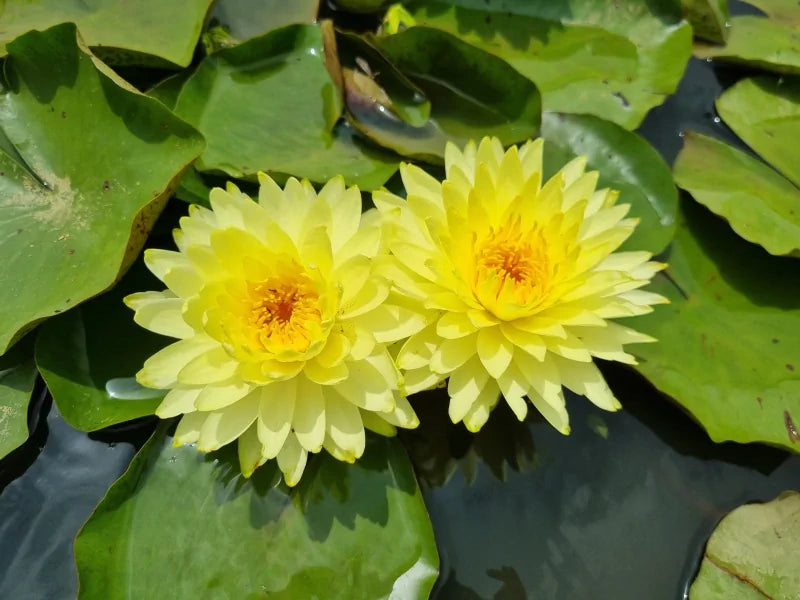 Puttaraska - Yellow Hardy Lily (Bare Root) - No Minimum Qty. (Award Winning Lily)