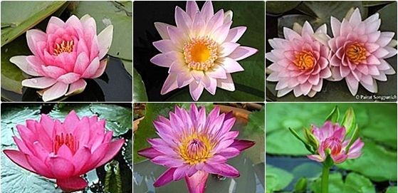 Grower's Choice Pink Hardy Waterlilies (Bare Root) - Minimum Qty. 3