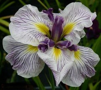 Iris Ensata 'Sorcerer's Triumph' (Bare Root) - Minimum Qty. 5 Per Variety