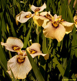 Iris 'Pseudata' (Bare Root) 15 Varieties - Minimum Qty. 5 Per Variety