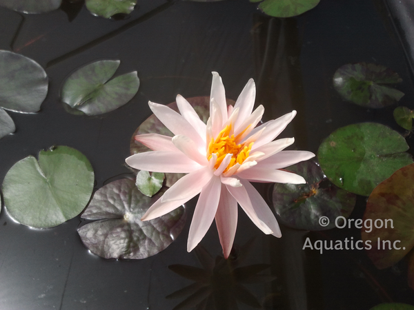 Starbright - Pinkish White Hardy Lily (Bare Root) - Minimum Qty. 3 Per Variety (NEW)