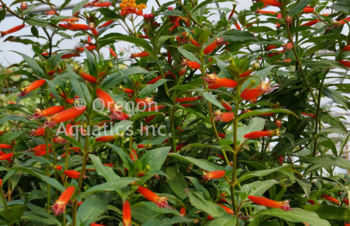 Cuphea Ignea 'Firecracker/Cigar Plant' (Bare Root) - Minimum Qty. 6 Per Variety