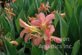 Canna 'Freckle Face' (Bare Root) - Minimum Qty. 3 Per Variety