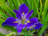 Iris Louisiana 'Blue Mystery' (Bare Root) - Minimum Qty. 5 Per Variety