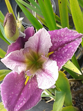 Iris Louisiana 'Colorific' (Bare Root) - Minimum Qty. 5 Per Variety