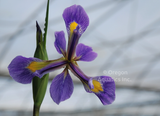Iris Versicolor 'Blue Flag' (Bare Root) - Minimum Qty. 5 Per Variety
