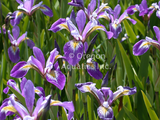 Iris Versicolor 'Mountain Brook' (Bare Root) - Minimum Qty. 5 Per Variety