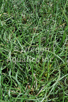 Juncus Effusus ‘Curly Wurly’ (Mini Corkscrew Rush) (Bare Root) - Minimum Qty. 6 Per Variety