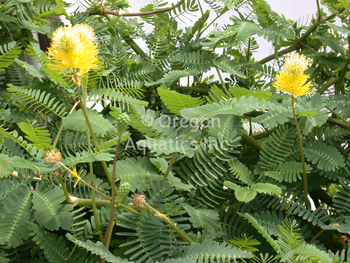 Neptunia aquatica (Aquatic Sensitive Plant) (Single Bare Root Strand) - Minimum Order Qty. 6