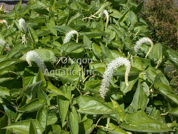 Saururus Cernuus 'Lizard's Tail' (Bare Root) - Minimum Qty. 5 Per Variety