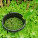 'Rosette' Water Lettuce (Pistia Stratiotes 'Rosette') - Minimum Order Qty. 6
