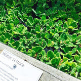 'Rosette' Water Lettuce (Pistia Stratiotes 'Rosette') - Minimum Order Qty. 6