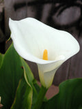 Zantedeschia Aethiopica 'White Calla Lily' (Bare Root) - Minimum Qty. 6 Per Variety