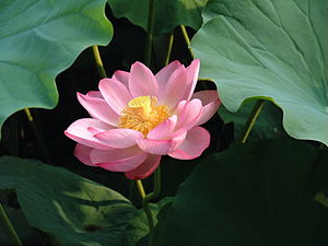 'Hindu' Lotus - Single Light Pink to Cream (Bare Root Tuber) - Min Qty. 2 Per Variety