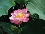 'Hindu' Lotus - Single Light Pink to Cream (Bare Root Tuber) - Min Qty. 2 Per Variety